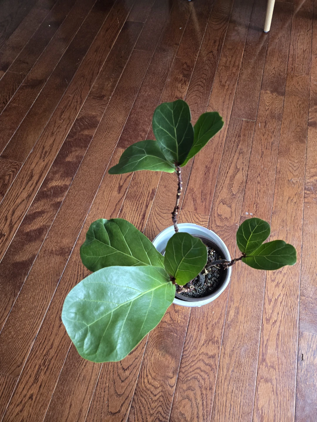 Fiddle Leaf Fig plant - photo 5