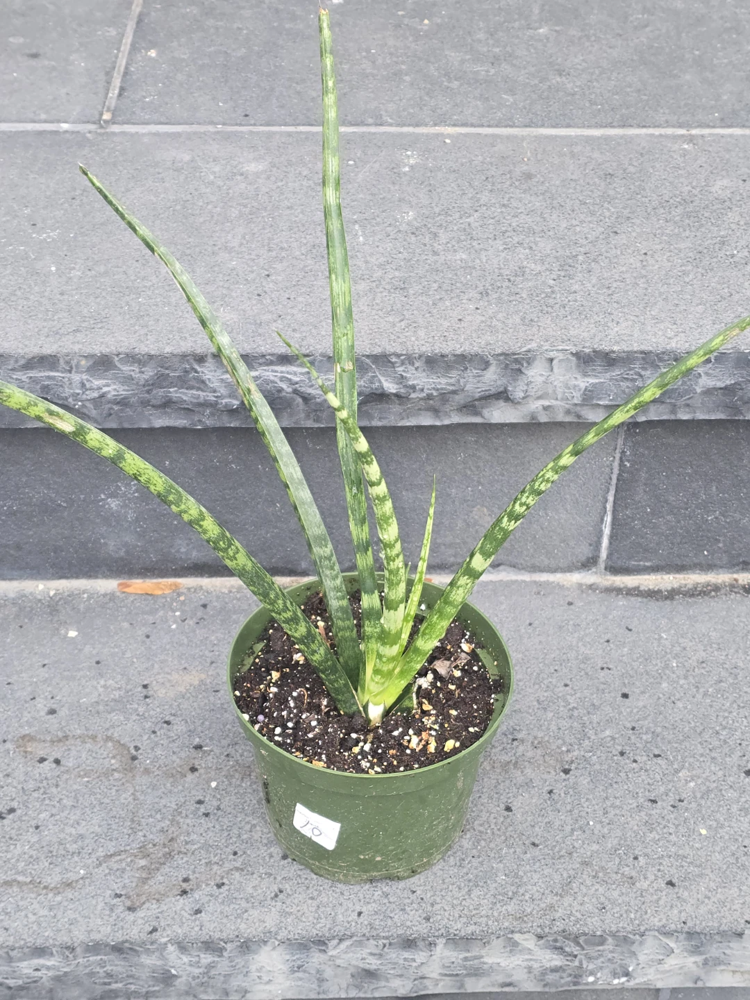 Sansevieria  fern wood - photo 2