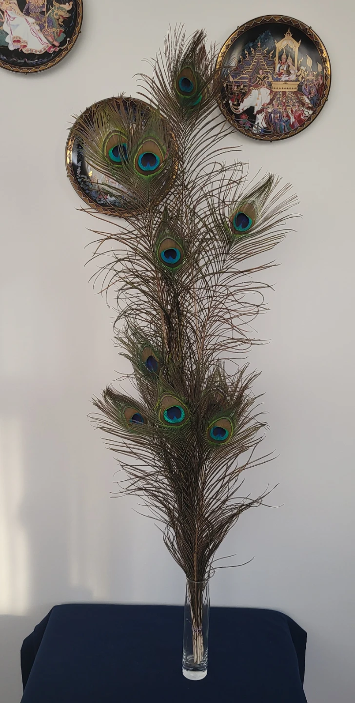 12 Natural Peacock Feathers