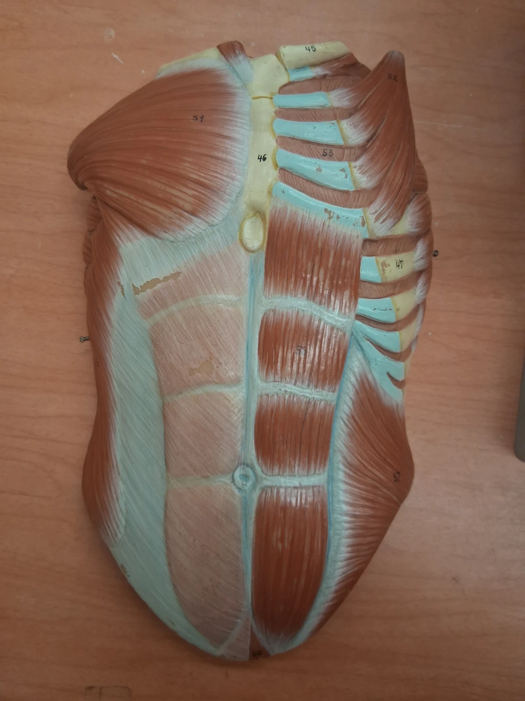 Anatomical Human Torso Muscle Model