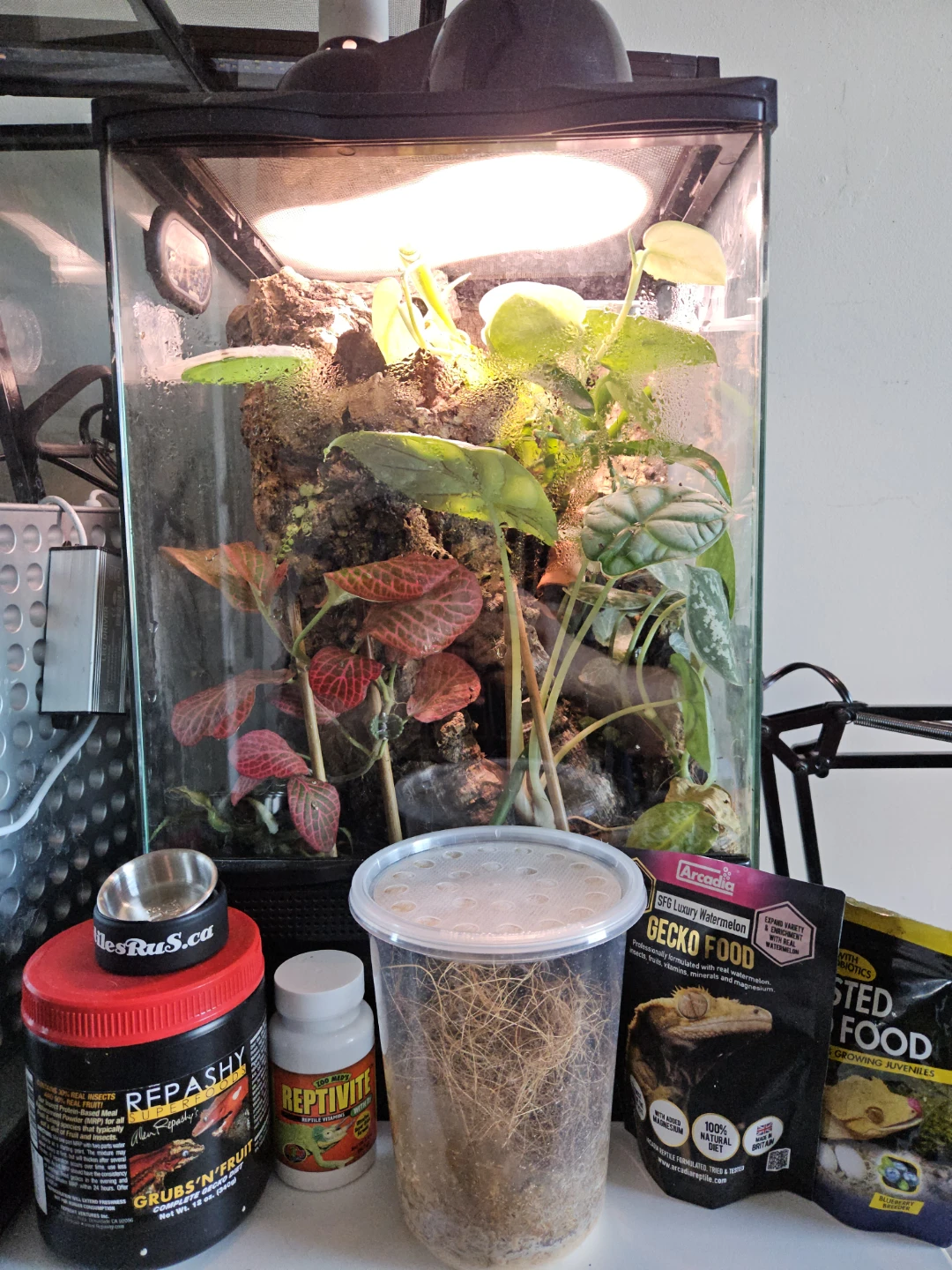 Bioactive Planted Terrarium 12×12×24