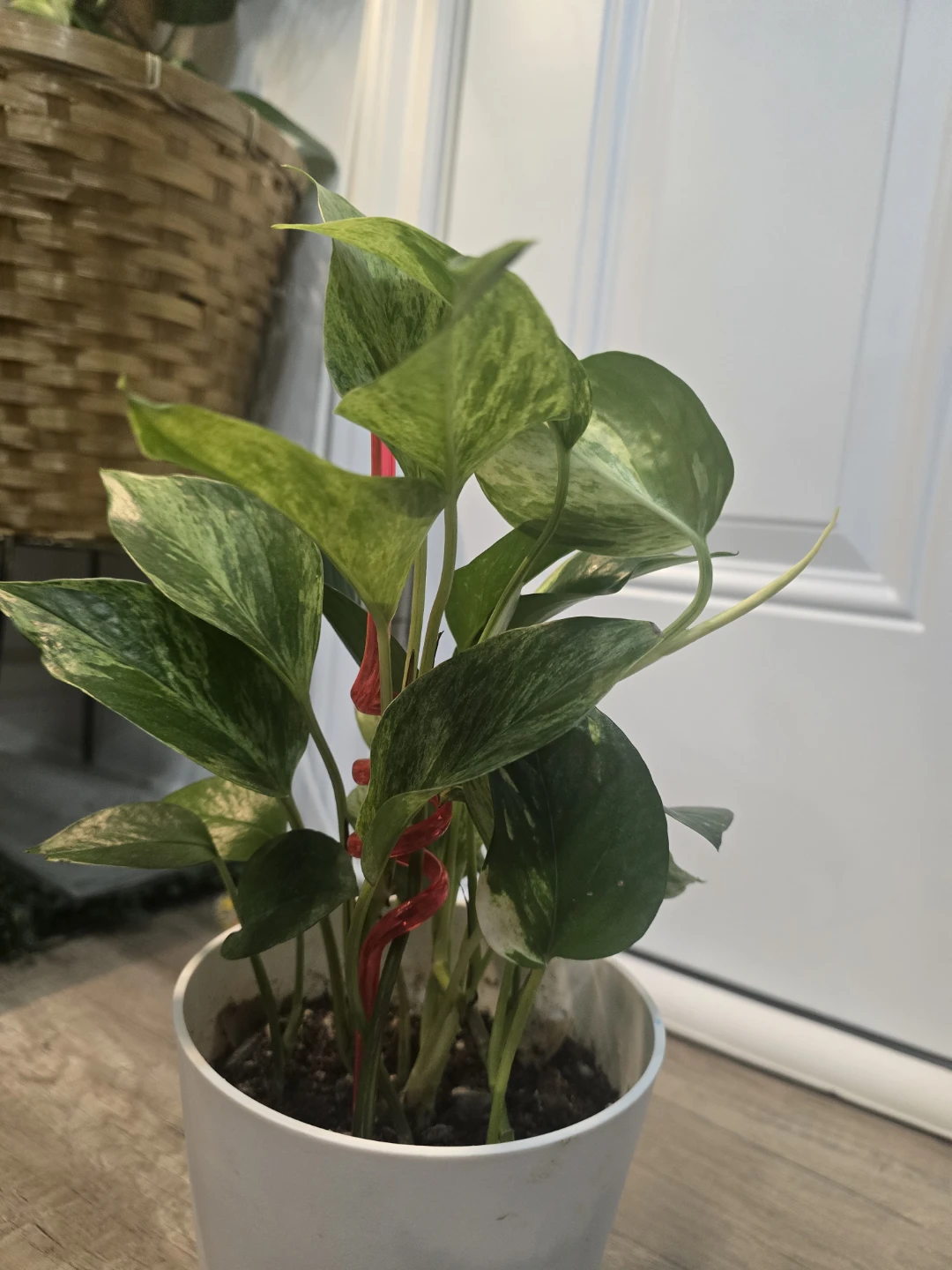 Marbled Pothos Plant - photo 3