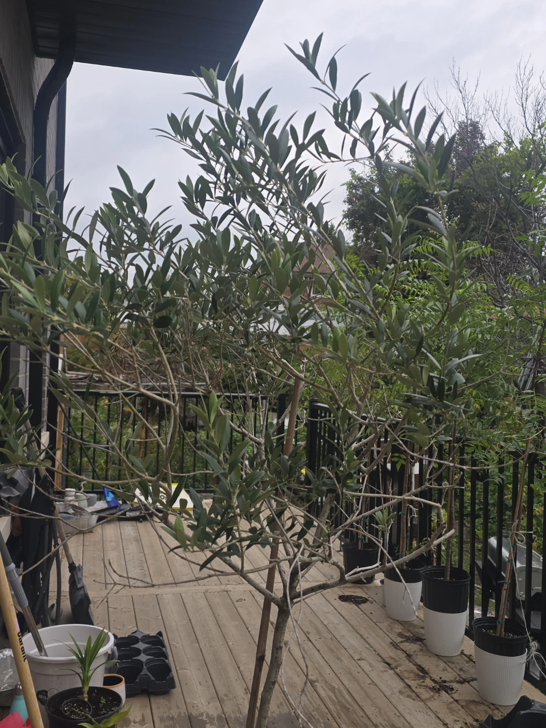 Healthy Potted Olive Tree 14"pot - photo 5