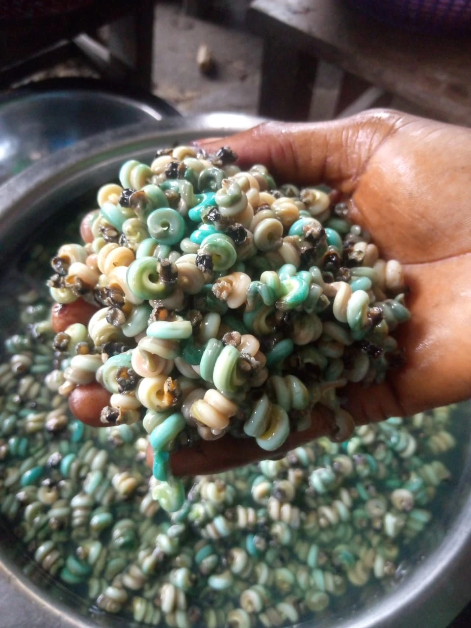 Fresh Periwinkle Snails