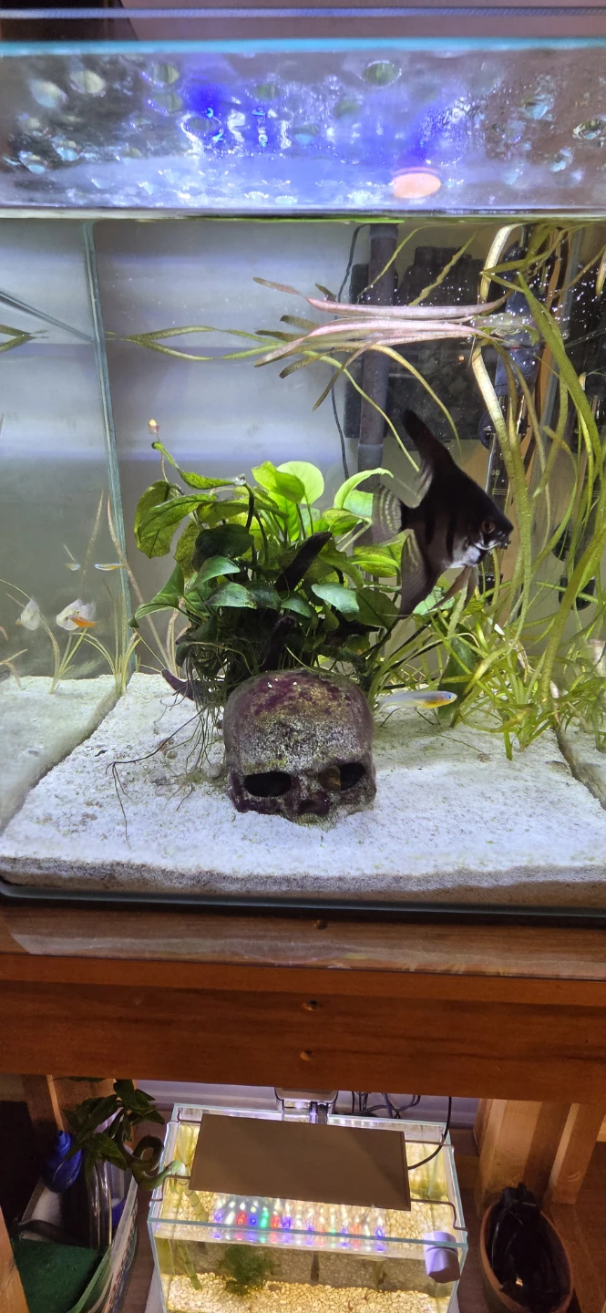 Curved 10 Gallon Cube Aquarium