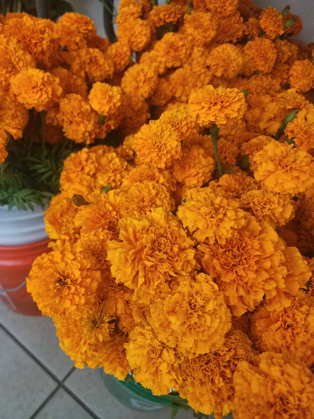 Fresh Orange Marigold Flowers