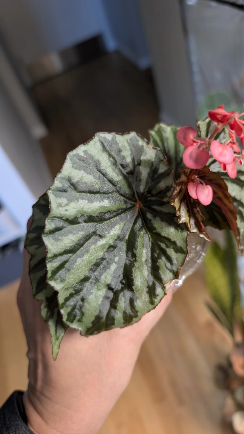 Begonia U682 'Irian Jaya' - photo 2