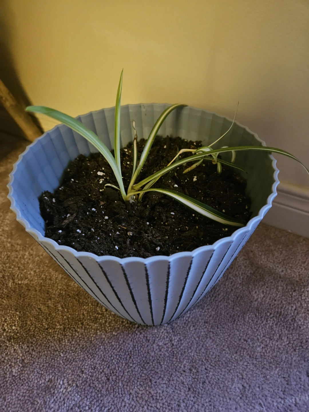 Spider Plant in Scalloped Grey Pot