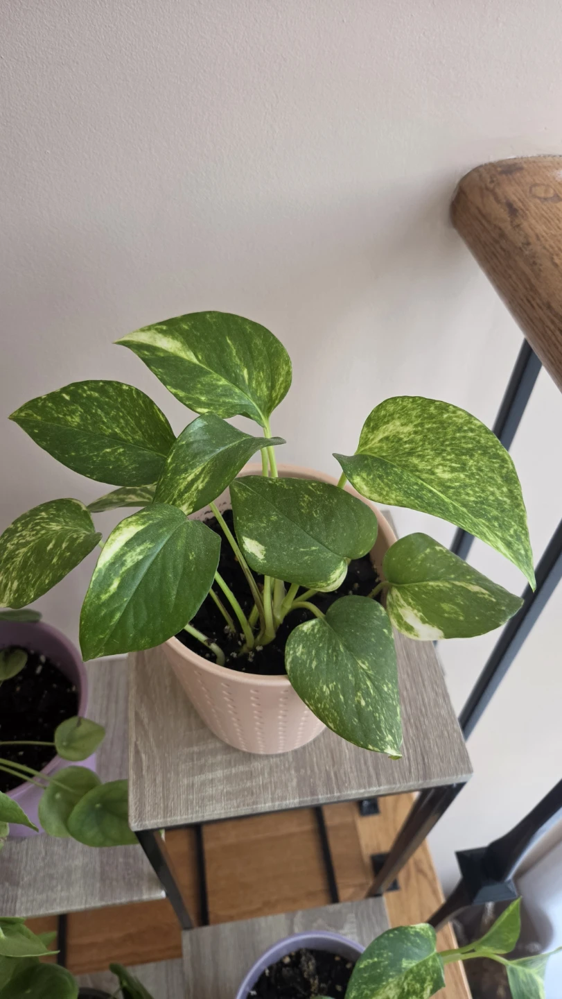 Assorted Indoor Houseplants - photo 3
