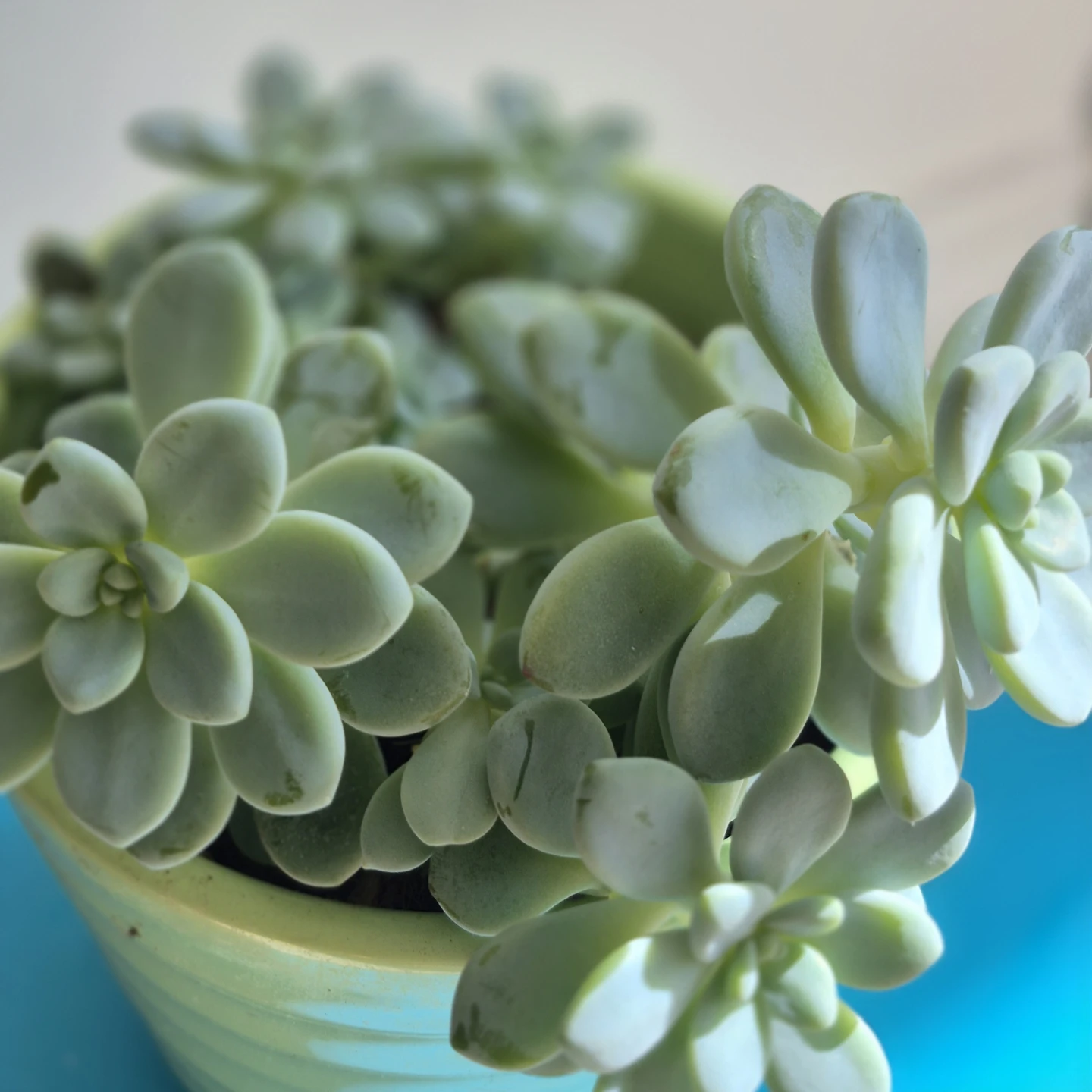 🔥Hot sale🔥Potted Succulent in Green Ribbed Ceramic Planter