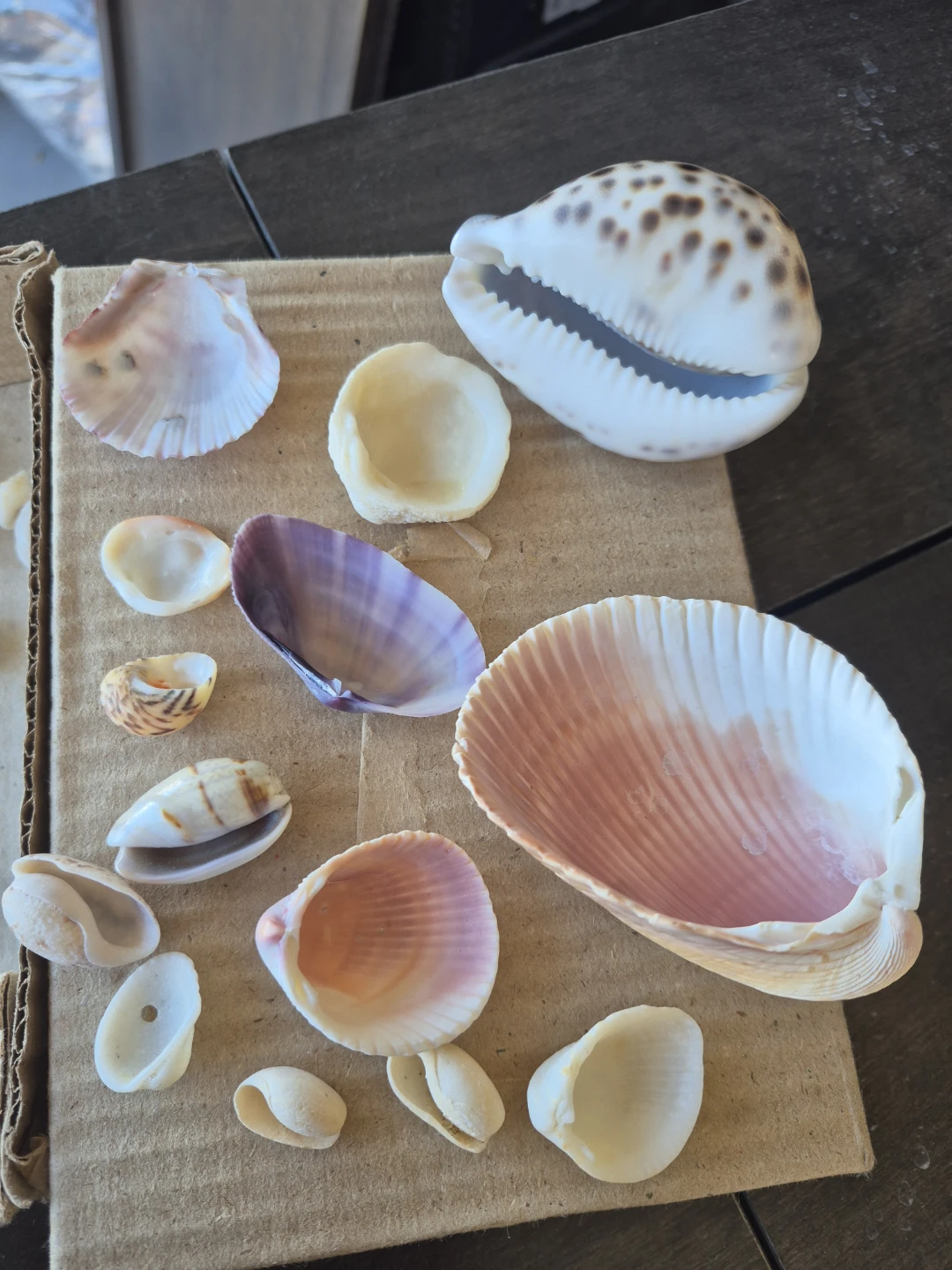 Assorted Natural Seashell Collection - photo 5