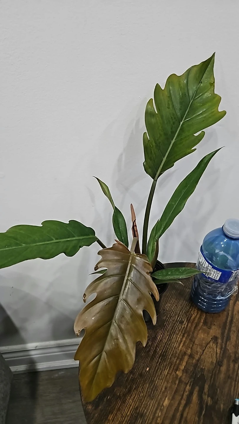Philodendron caramel plant  in 4" pot - photo 2