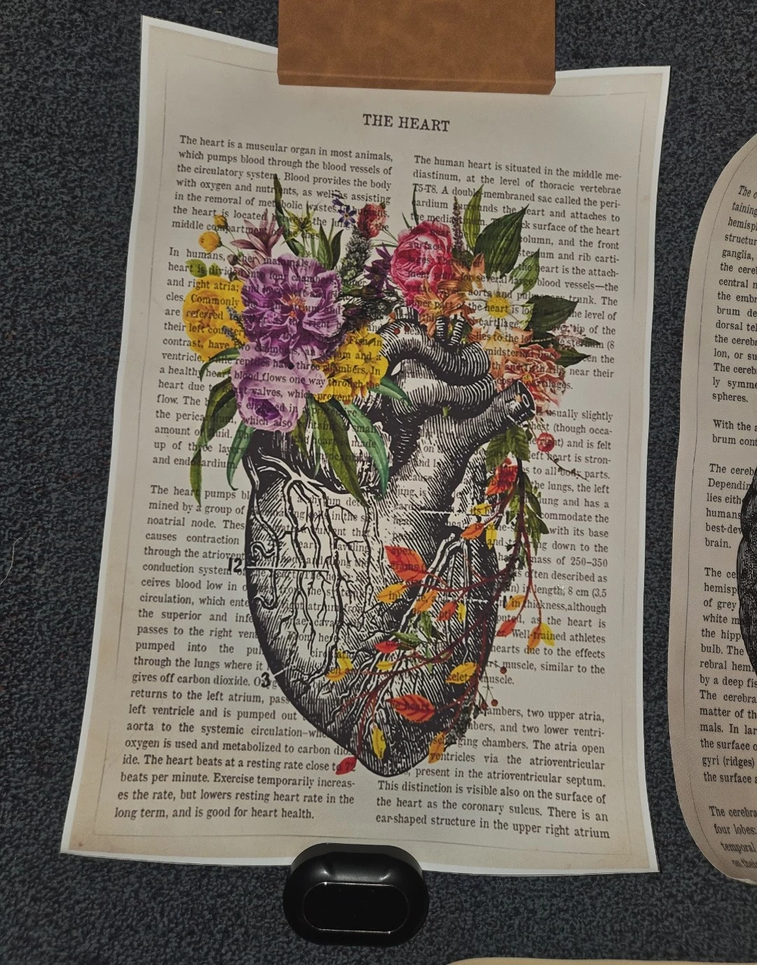 Anatomical brain, heart, plane prints, neuroscience poster