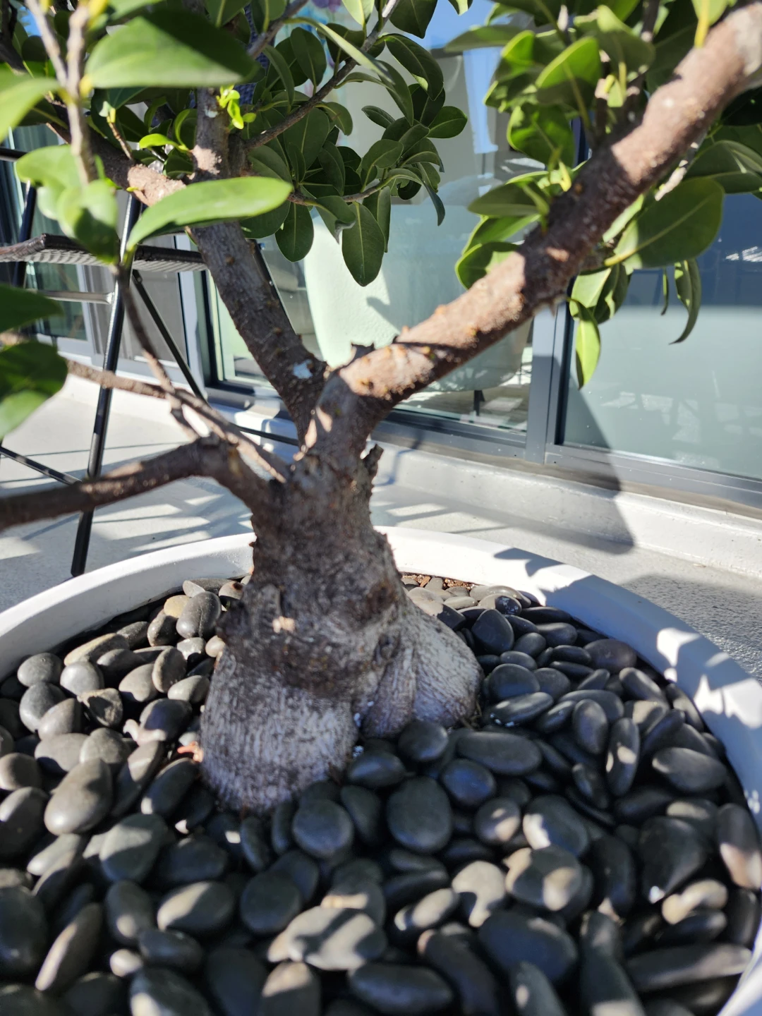 Ficus Ginseng Bonsai Plant in Ceramic Pot - photo 2