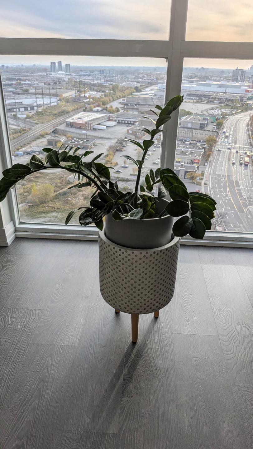 Mature 4-Year-Old ZZ Plant in Stylish Mid-Century Tripod Pot - photo 2