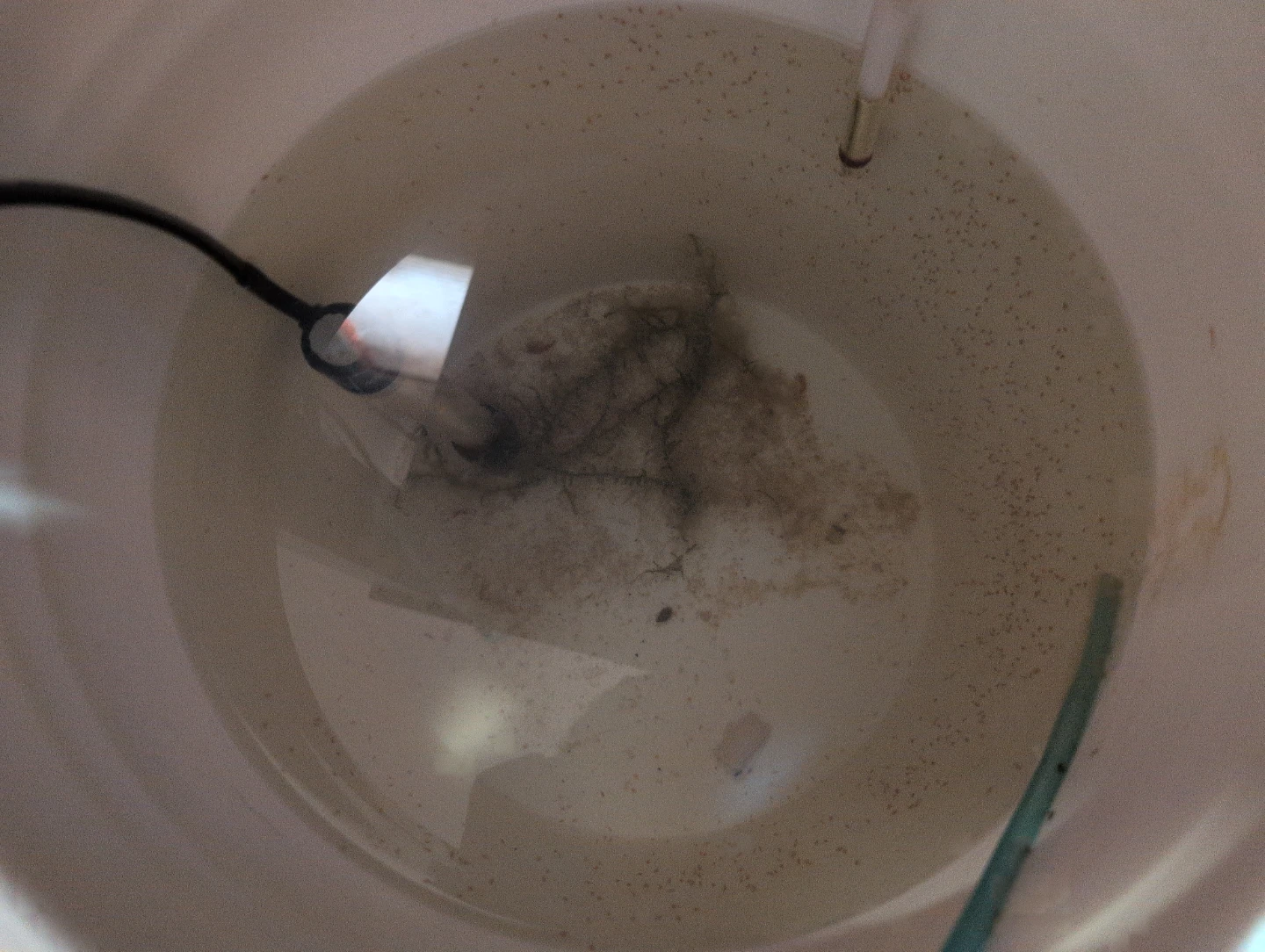 Live Daphnia