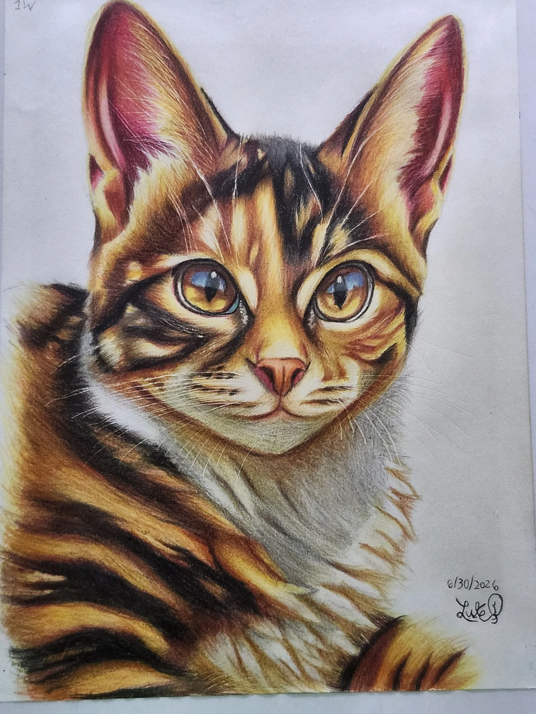 Original Hand-Drawn Cat Portrait