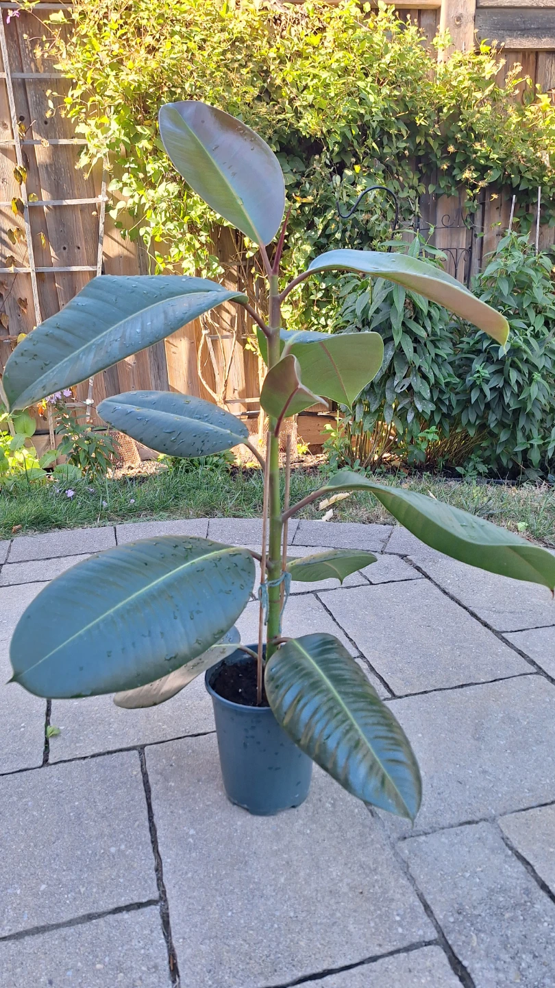 Rubber Tree Plant
