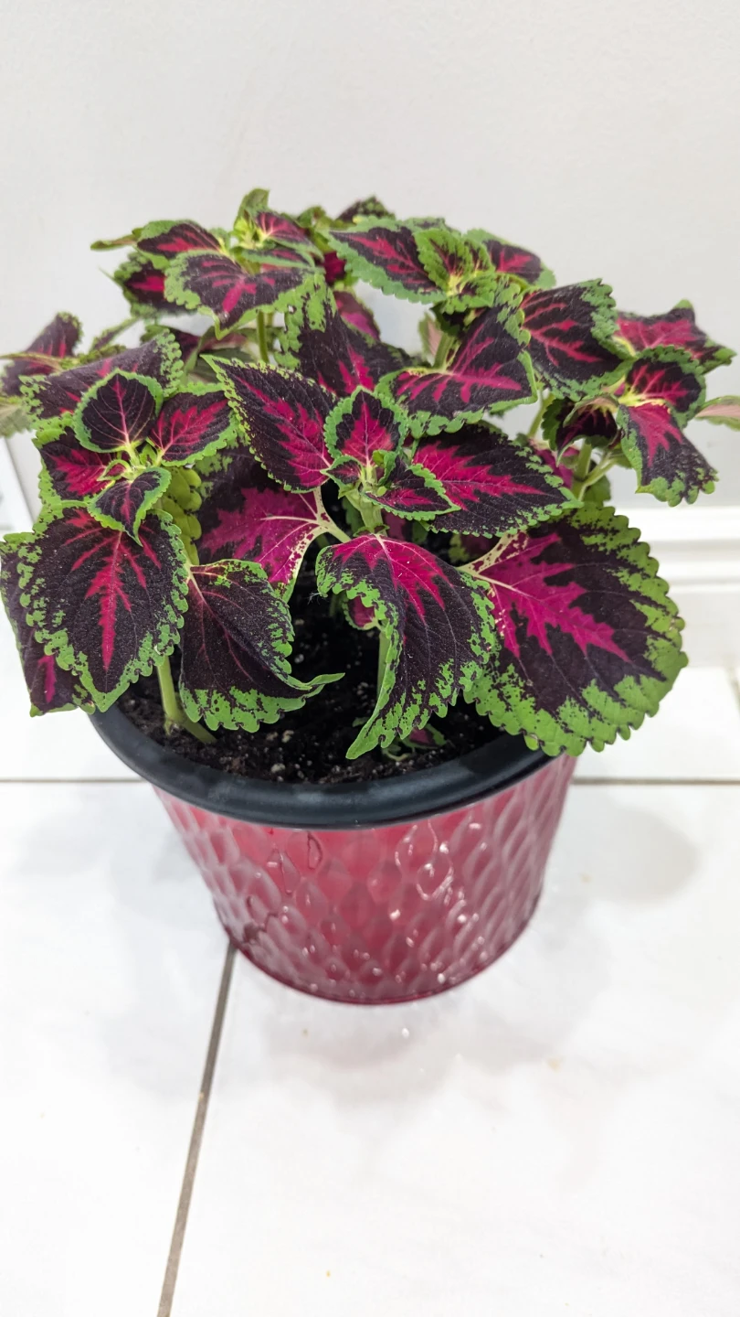Coleus plant in pot - photo 2