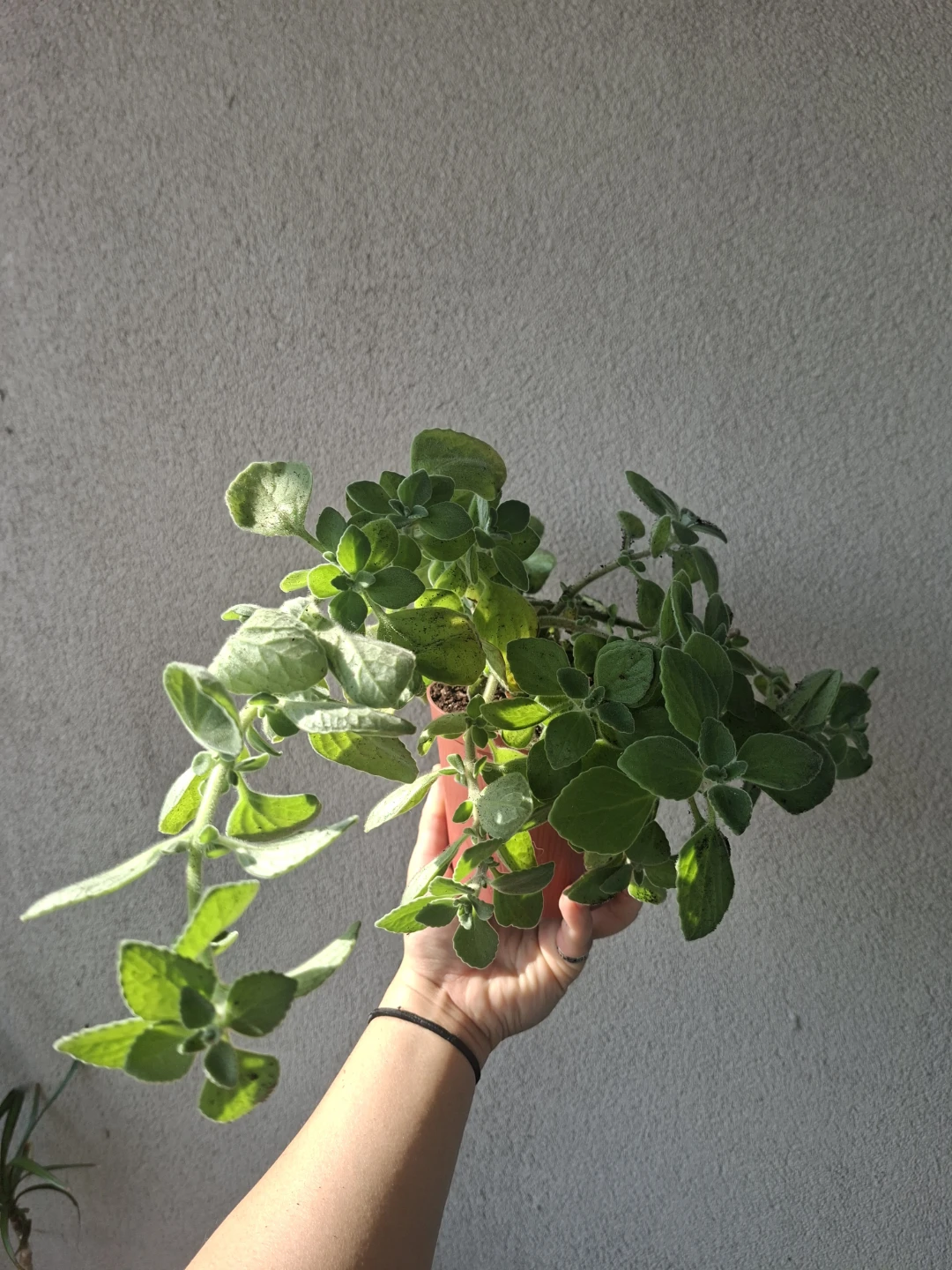 Cuban Oregano Plant