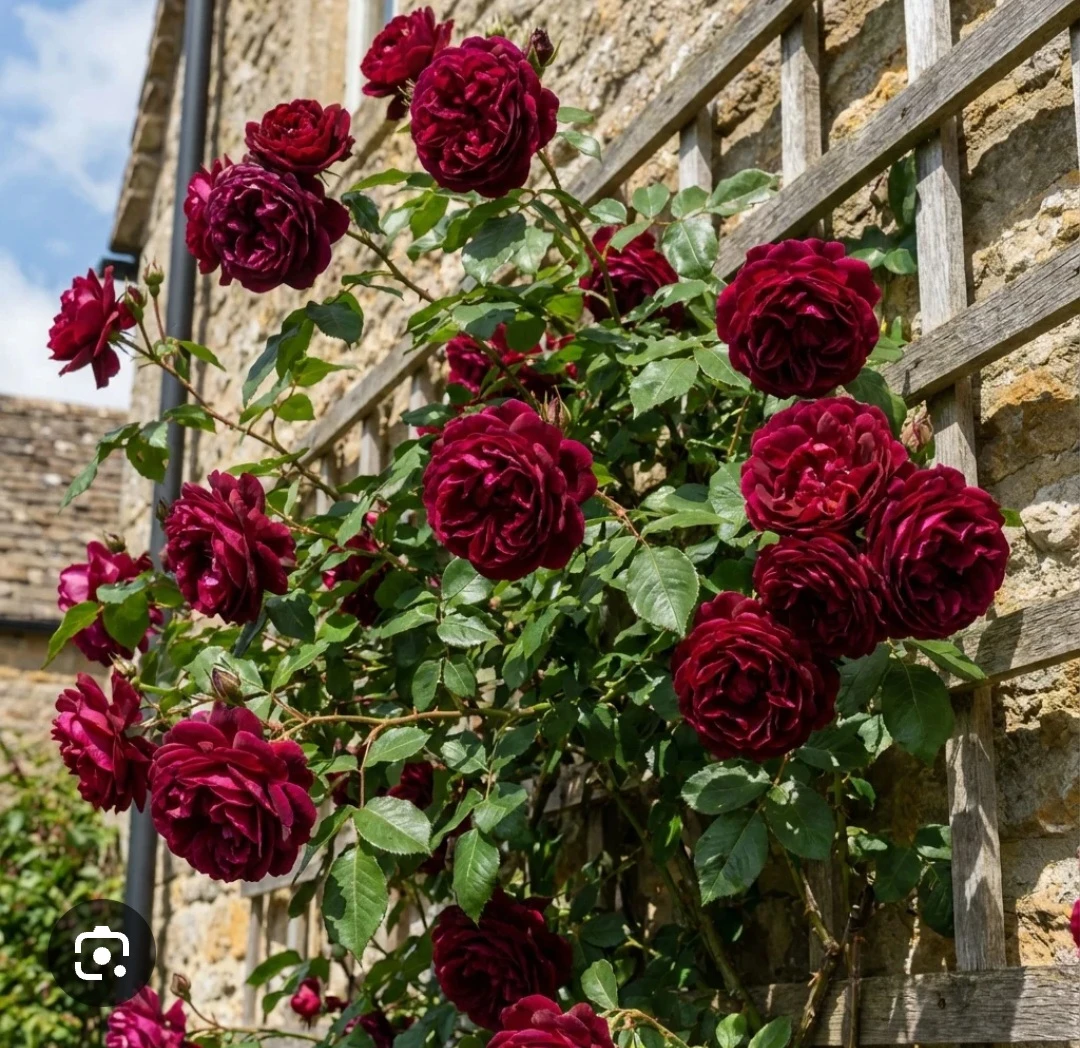 Dark Red/Wine Red Climbing Rose Plant - photo 2
