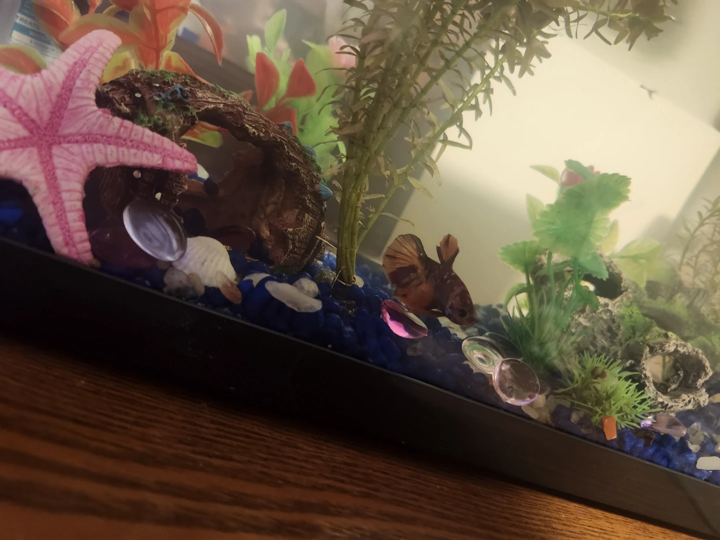 fish tank comes with everything - photo 3