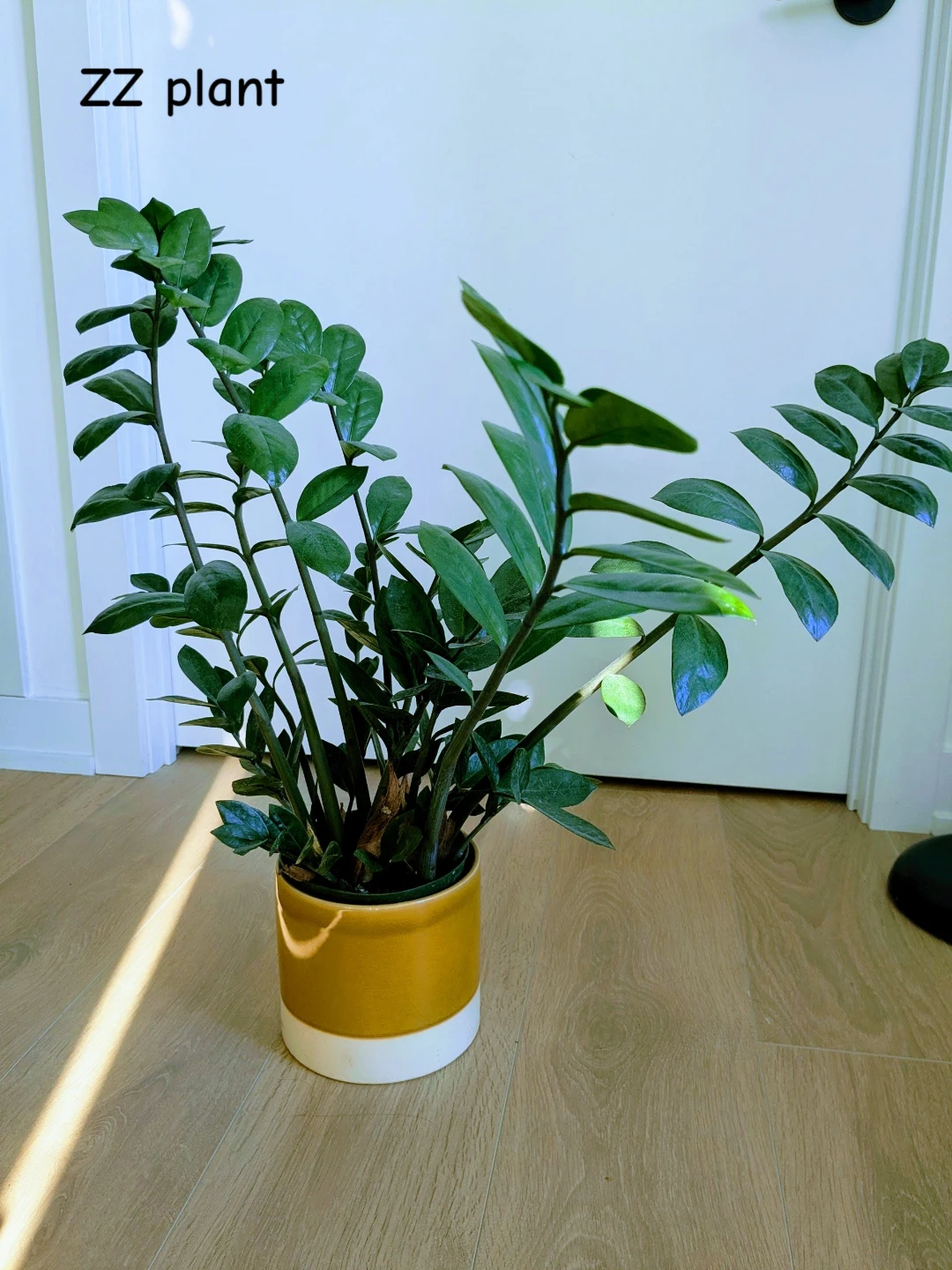 Multiple healthy indoor houseplants - photo 2