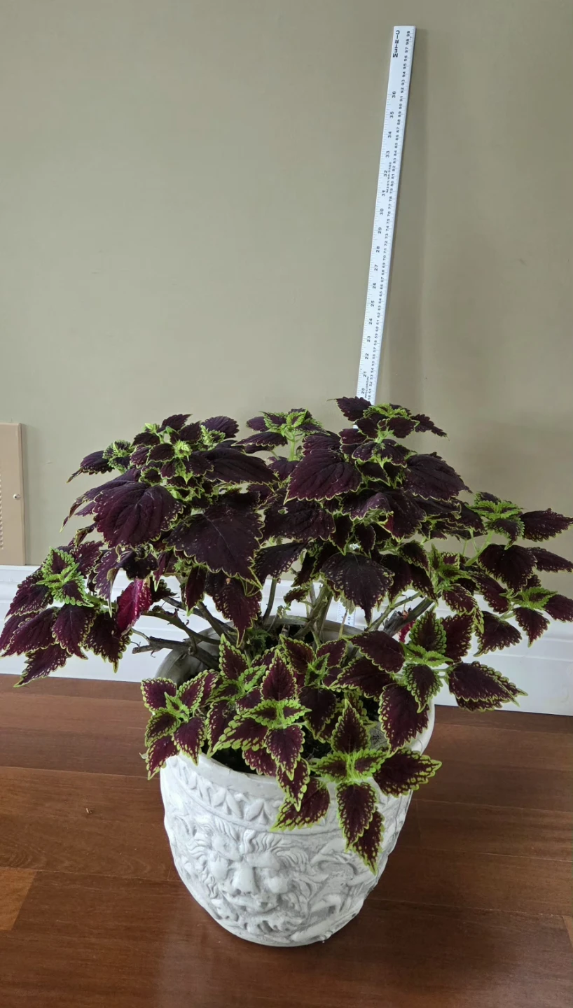 Coleus - photo 2
