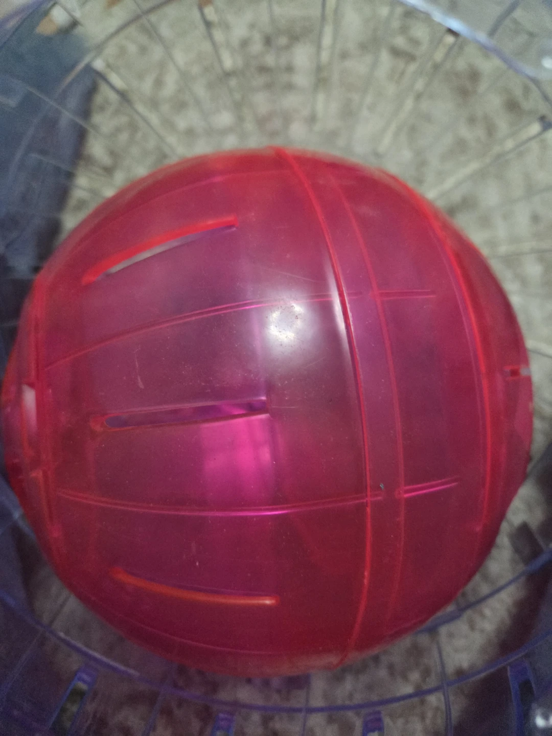 2 Pet Exercise Ball