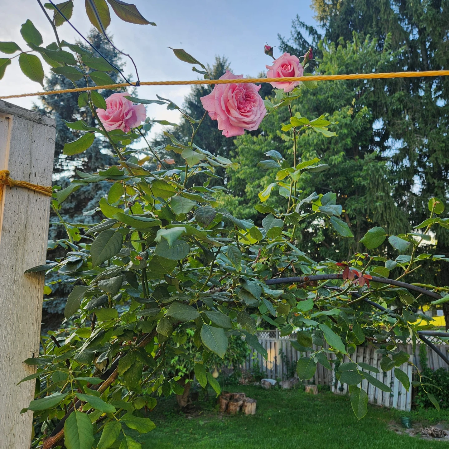 Kiss me Kate Pink Climbing Rose  - Small