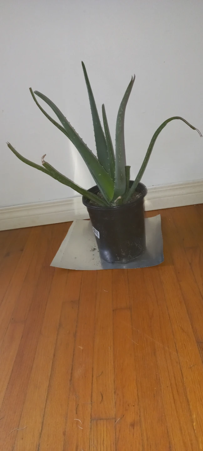 Large Potted Aloe Vera Plant - photo 3