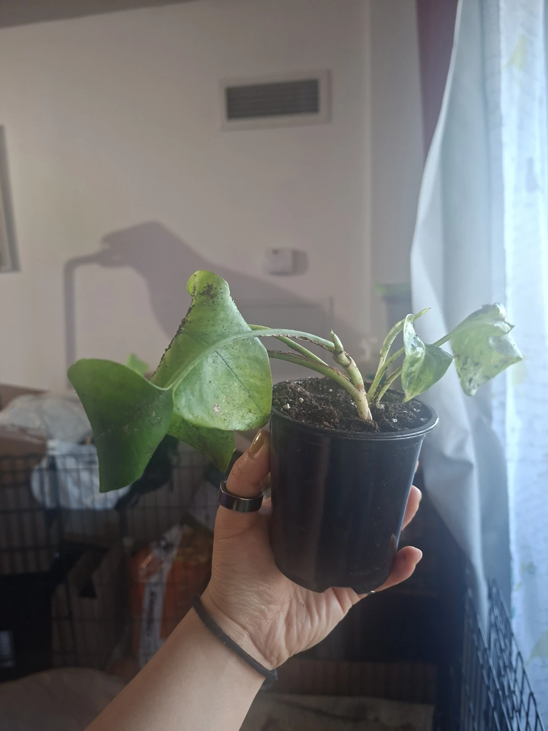 Pothos plants x2 - photo 2