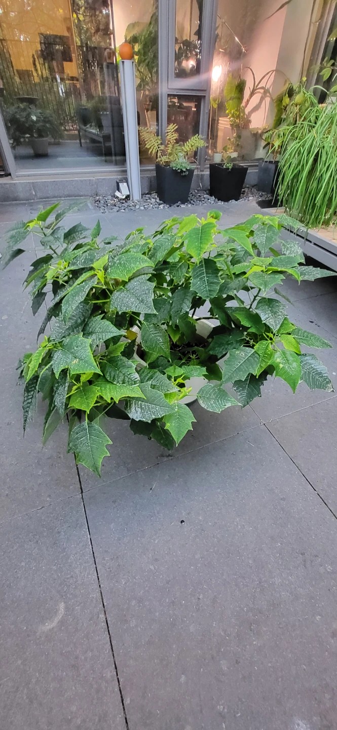 Large Poinsettia Plant