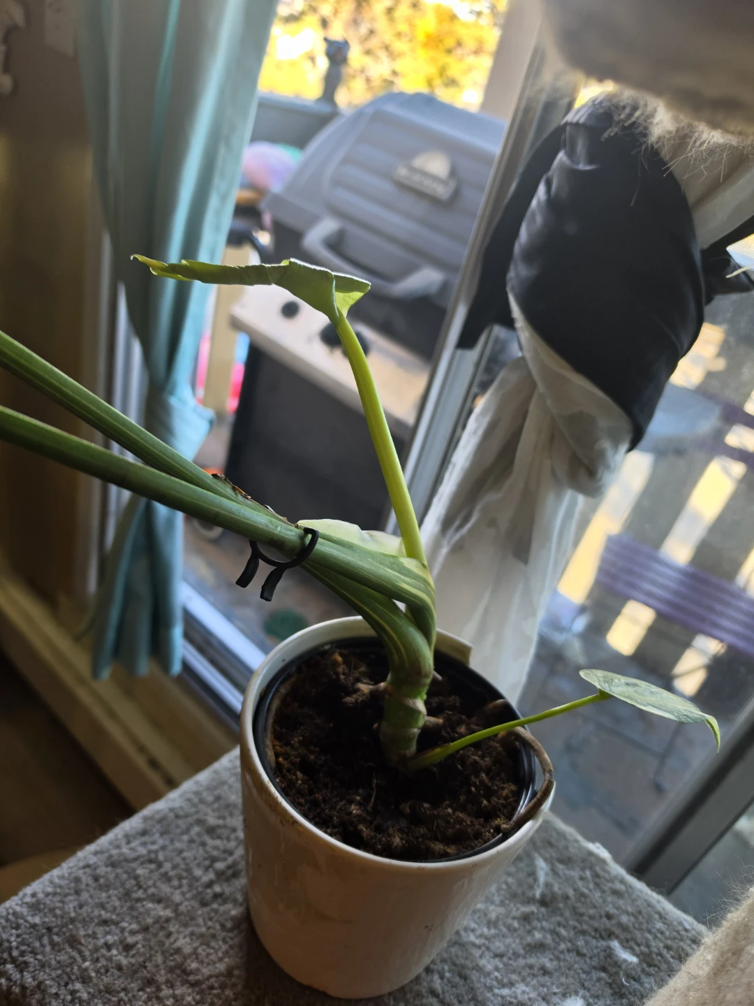 Variegated Monstera Thai Constellation - photo 2