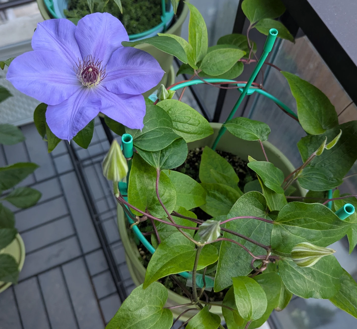 Purple Clematis Plant