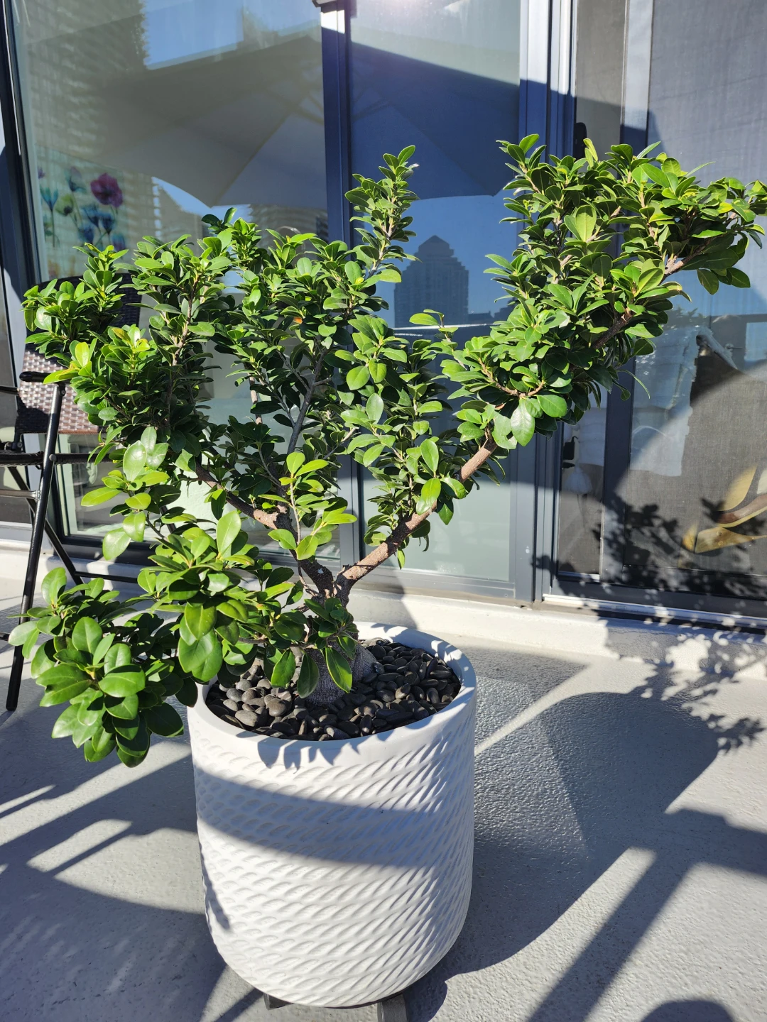 Ficus Ginseng Bonsai Plant in Ceramic Pot