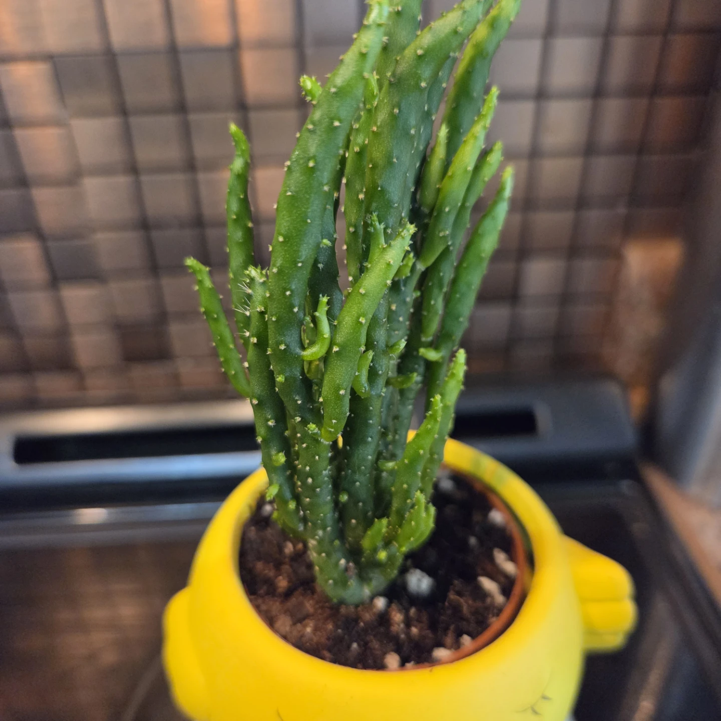 Cactus in yellow chick planter - photo 2
