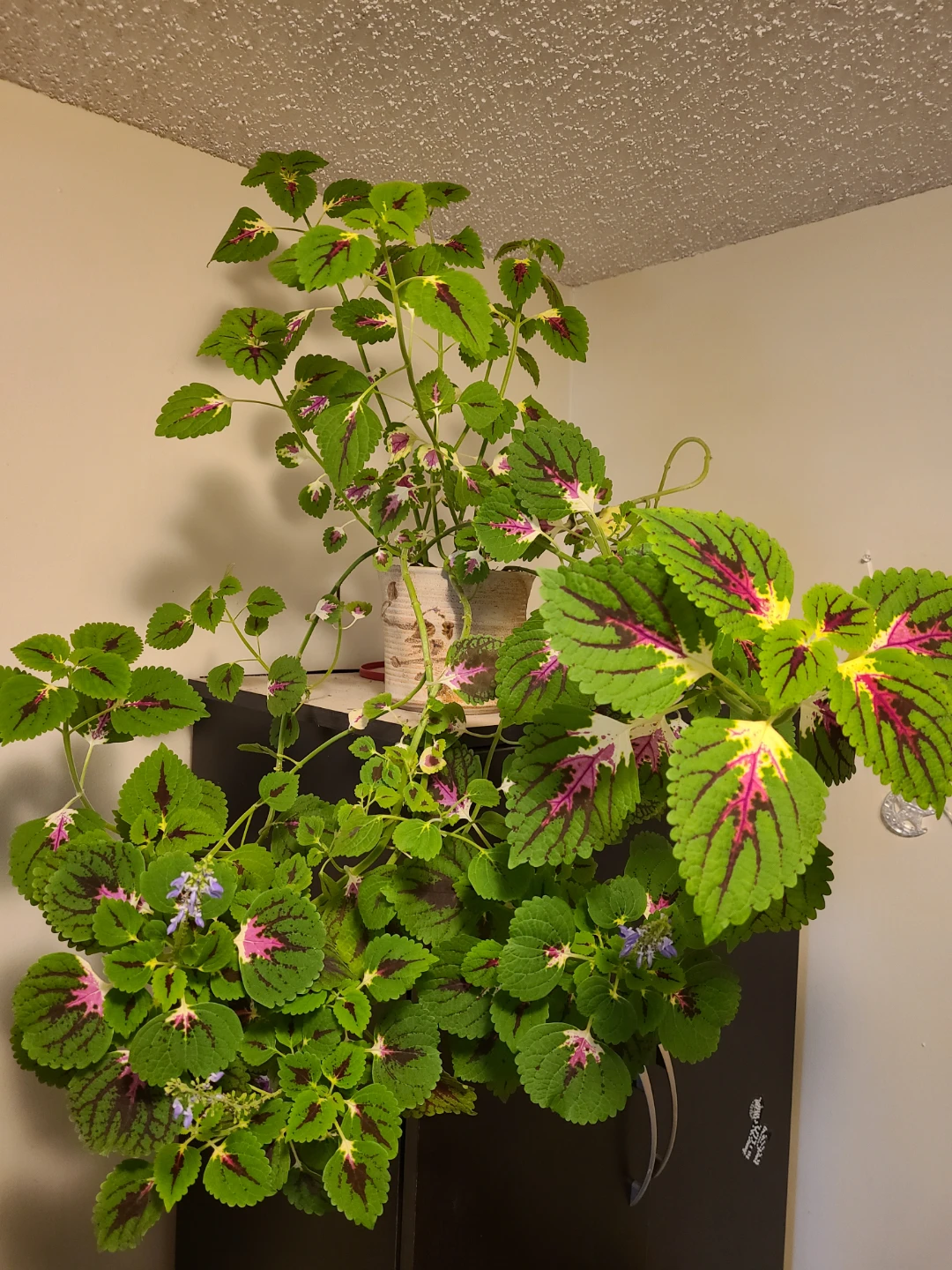 Large Coleus Houseplant - photo 2