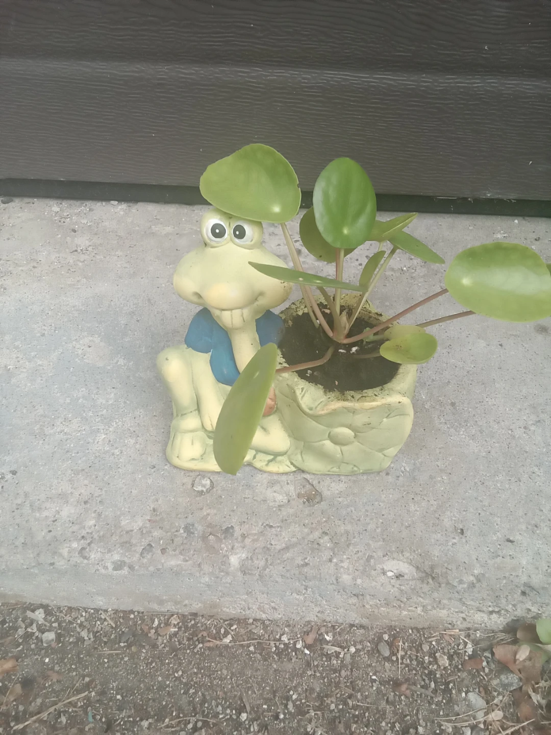 Frog ceramic planter with Pilea plant - photo 2