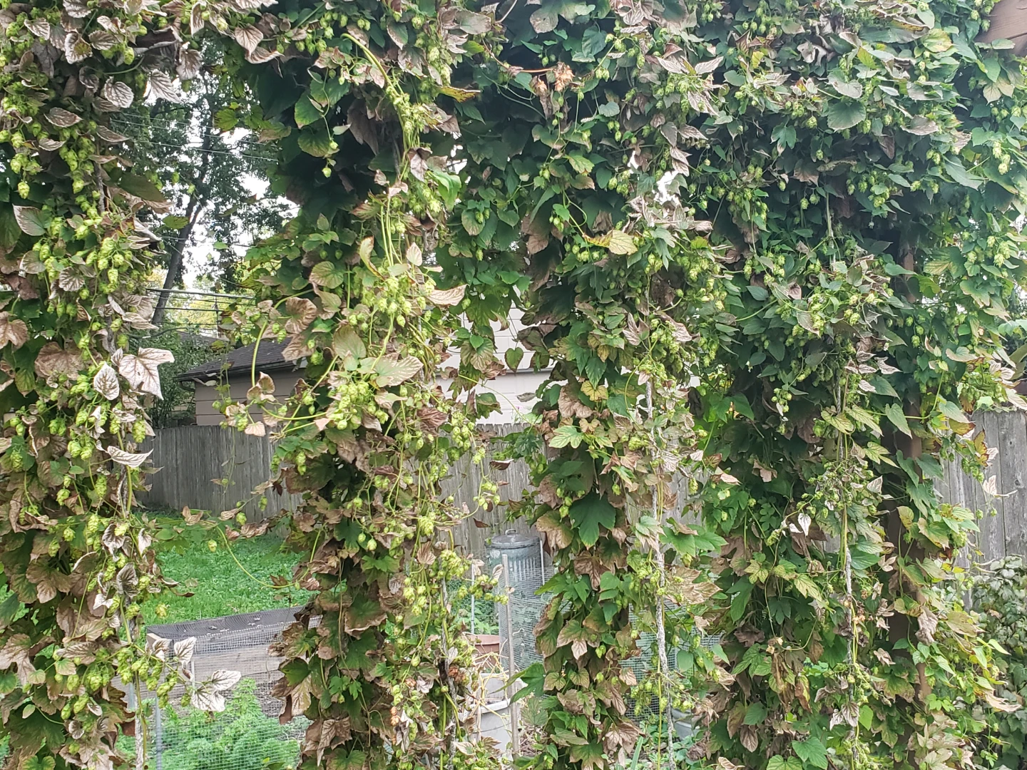 Fresh Mature Hops Harvest