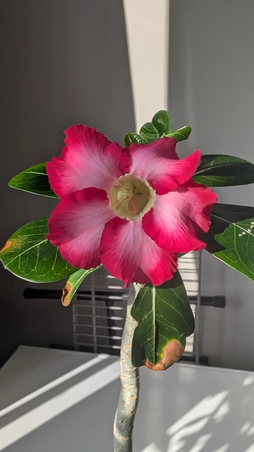 Adenium obesum desert rose succulent - photo 2