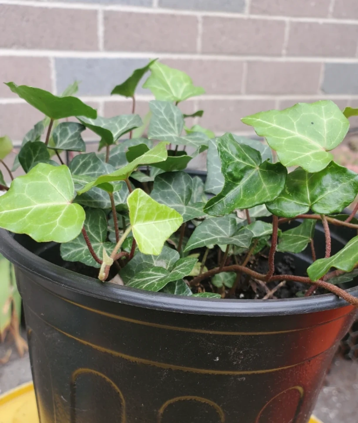 English Ivy Potted Plant - photo 3