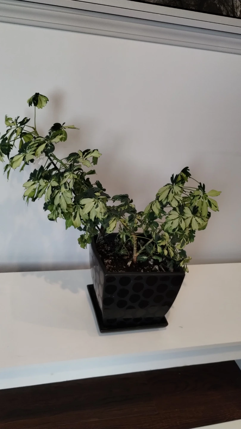 Variegated Schefflera Plant in Ceramic Pot - photo 4