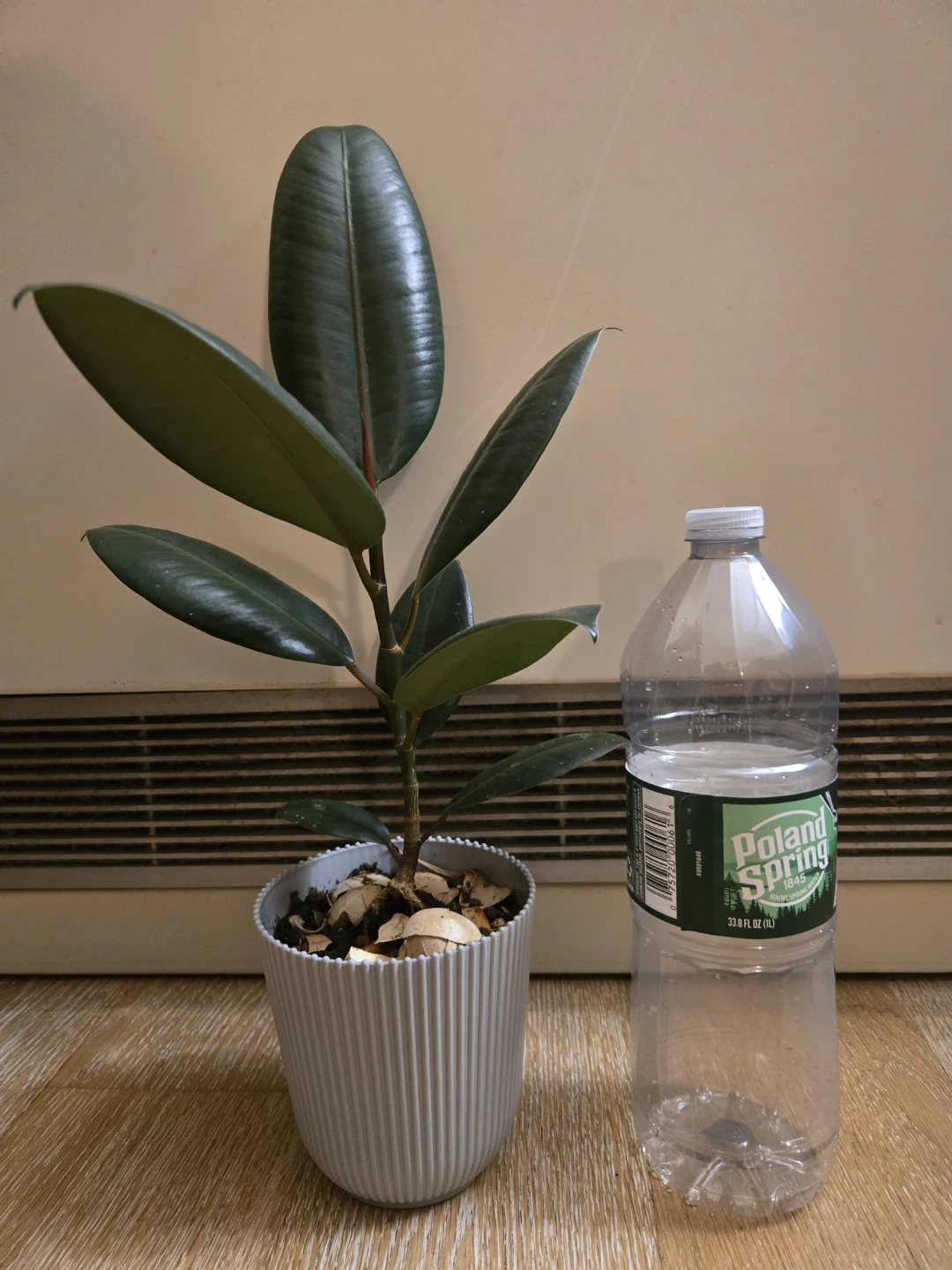 Rubber plant in gray pot - photo 3