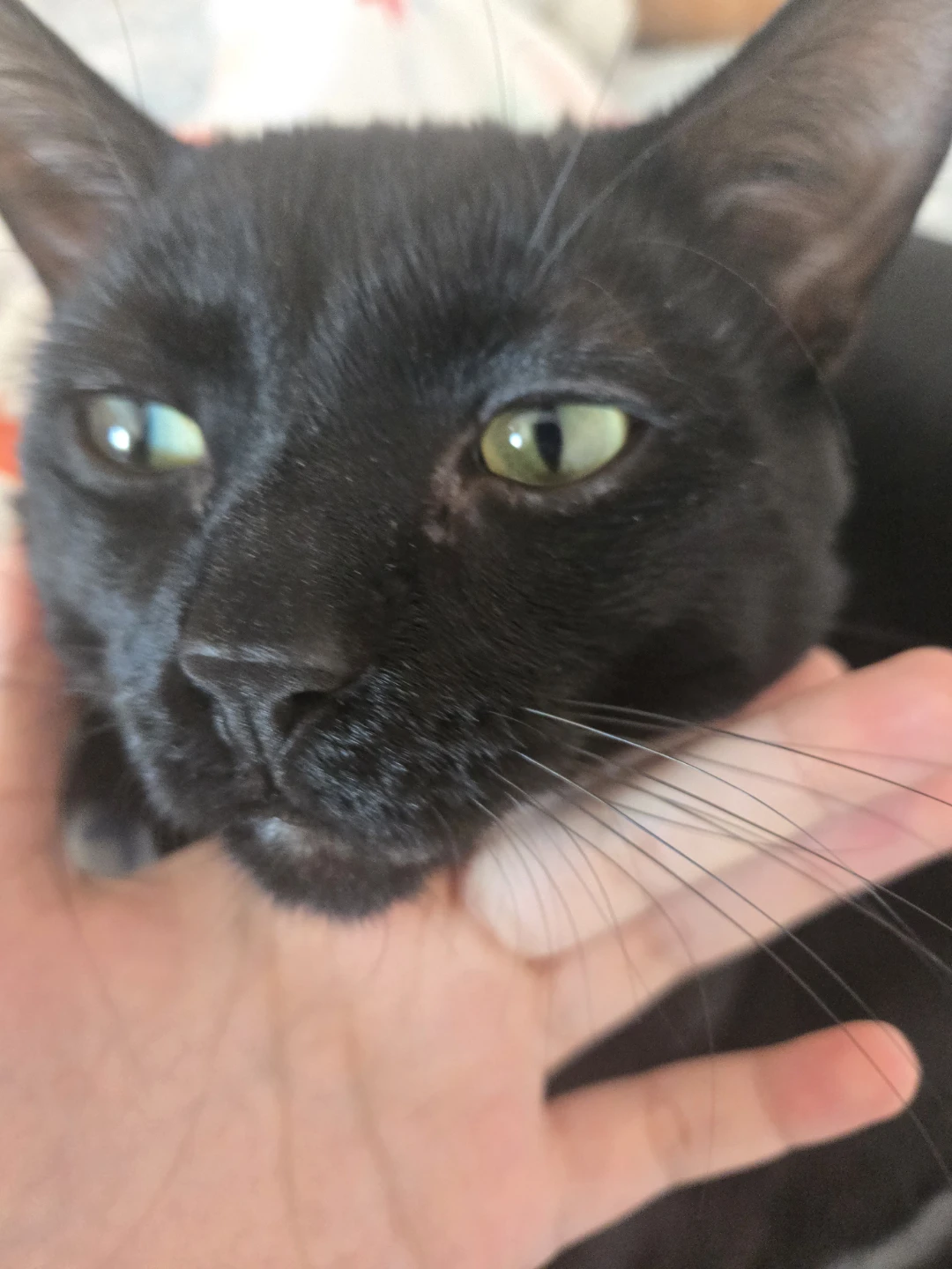 Need some cat supplies for him like a cat tree or toys - photo 4