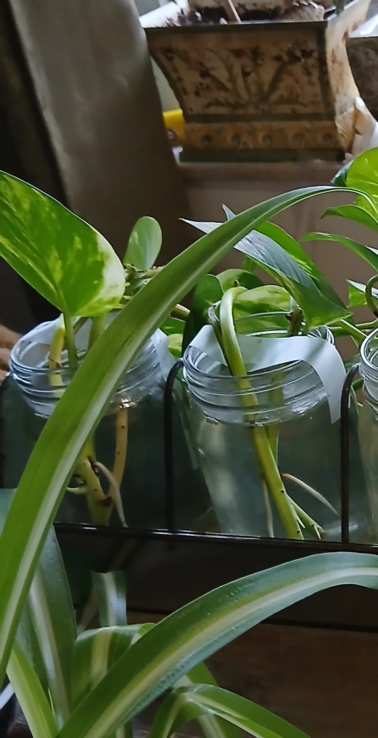 Pothos plant cuttings in propagation station - photo 2