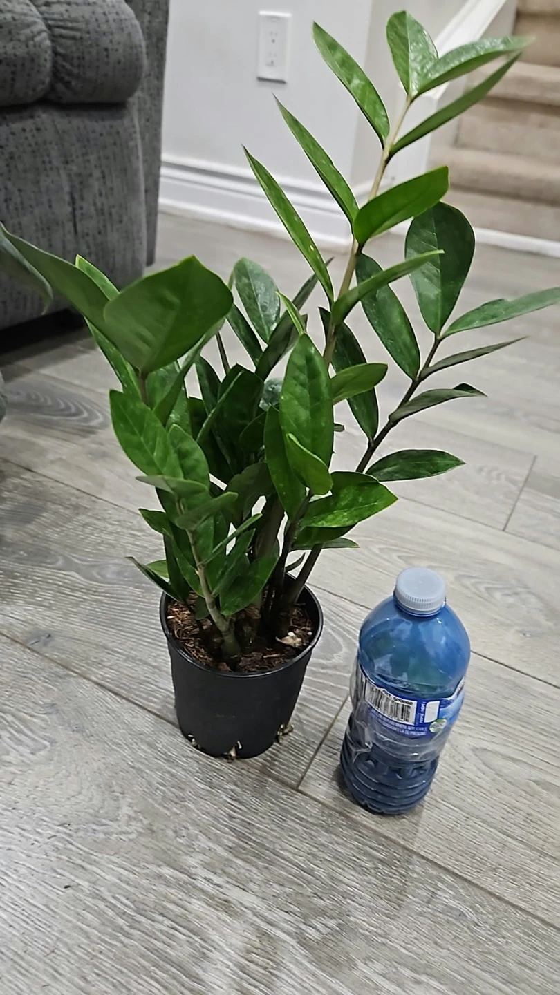 Healthy ZZ Plant in 5"pot
