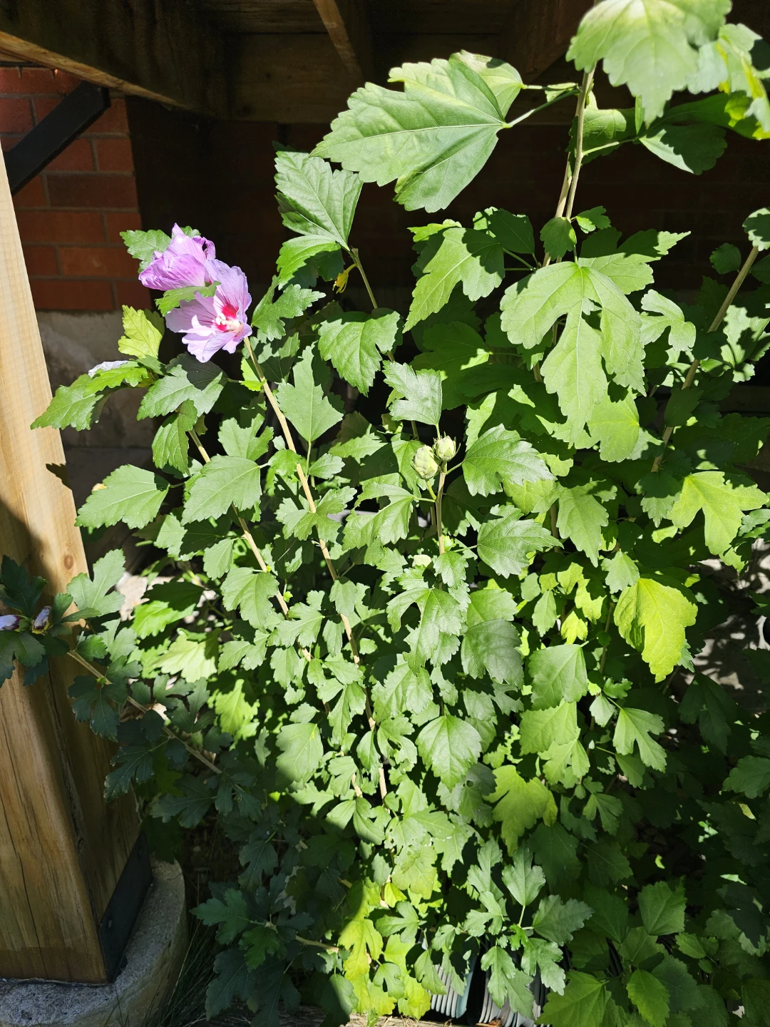 Rose of Sharon Young Shrubs - photo 5