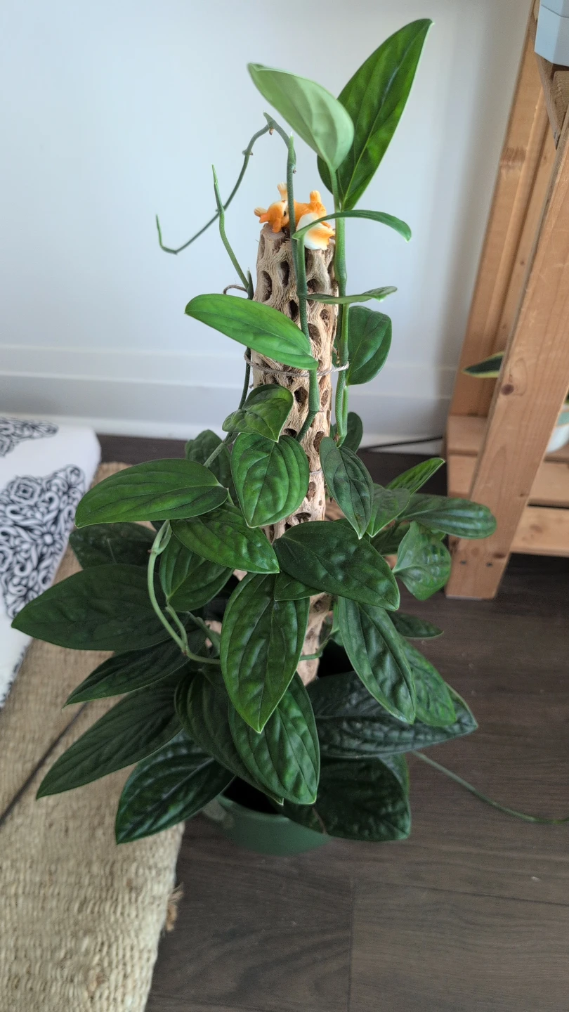 Large Monstera Peru - photo 2