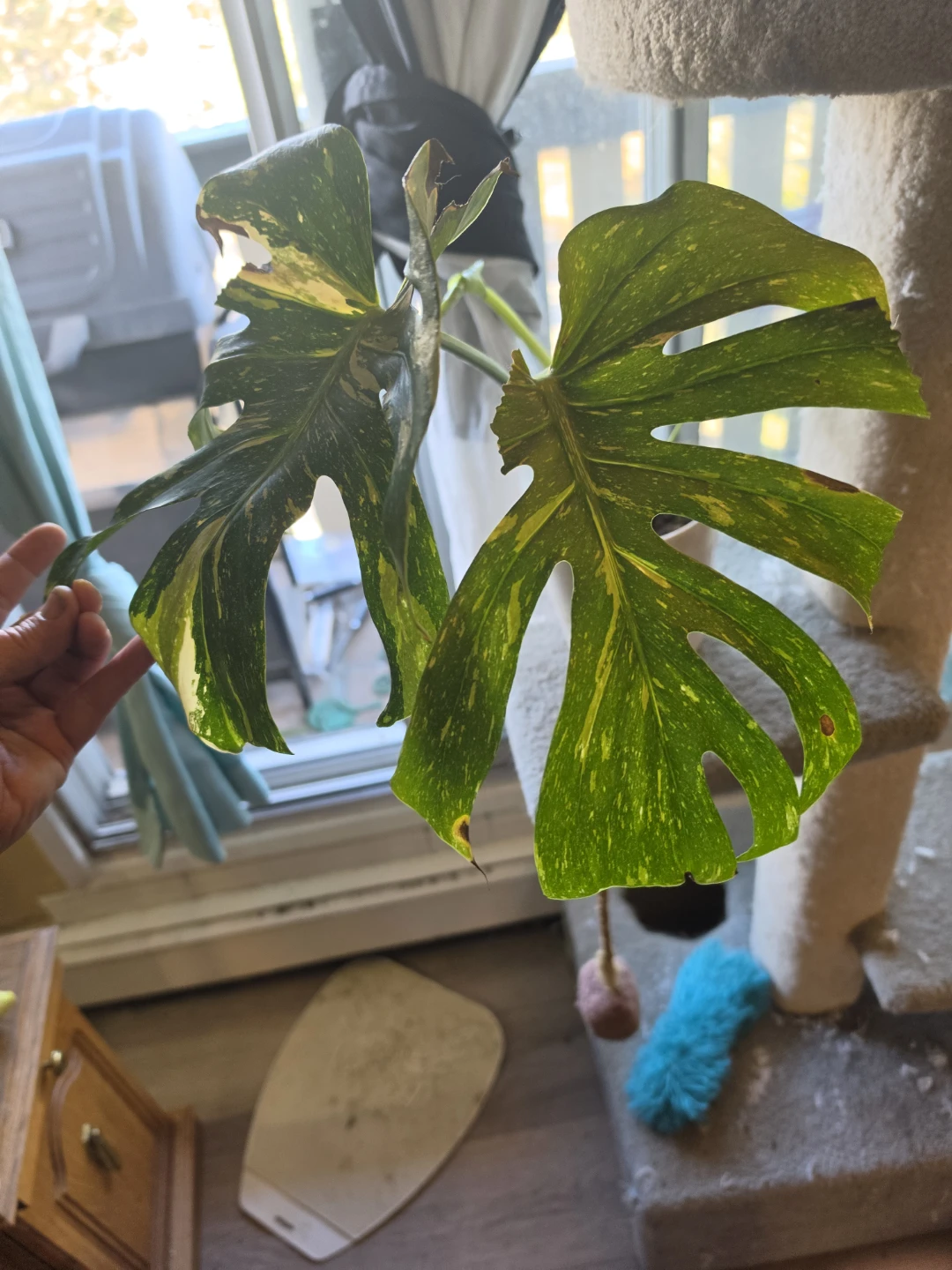 Variegated Monstera Thai Constellation
